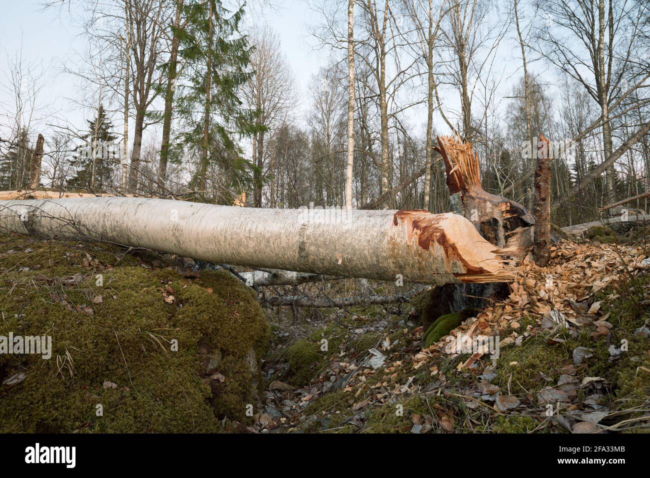 Spur nach Biber, Schaden an Birke mit gefallener Baum Stockfoto