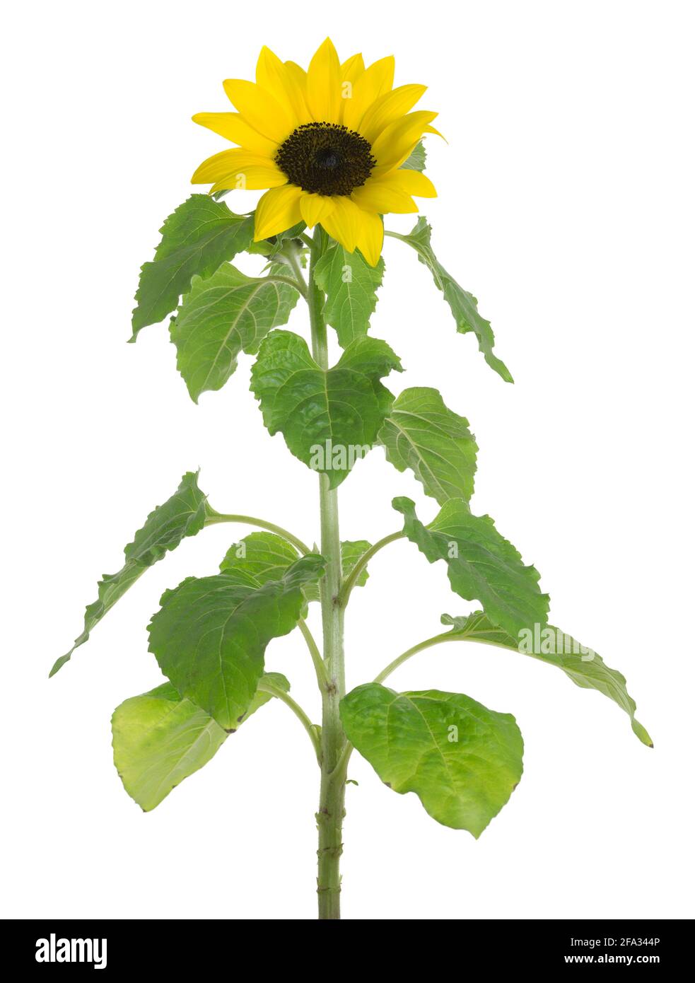 Blühende Sonnenblume Helianthus annuus, isoliert auf weißem Hintergrund Stockfoto