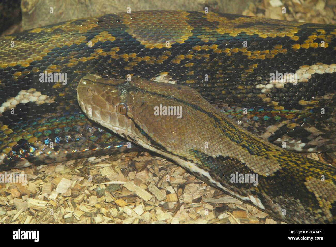 Indian Rock Python (Python molurus bivittatus) Gehört zur Familie der Riesenschlangen Stockfoto