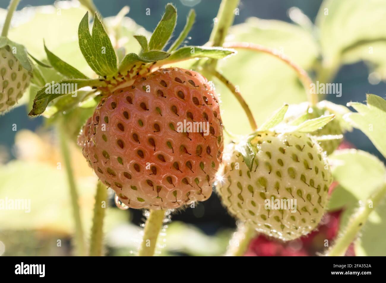 Junge Erdbeeren, die Früchte tragen Stockfoto