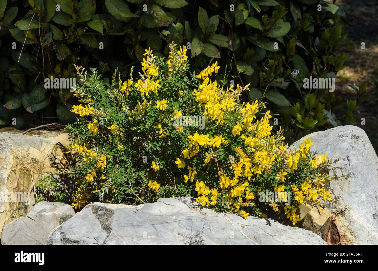 Einige hübsche gelbe Frühlingsblumen Stockfoto