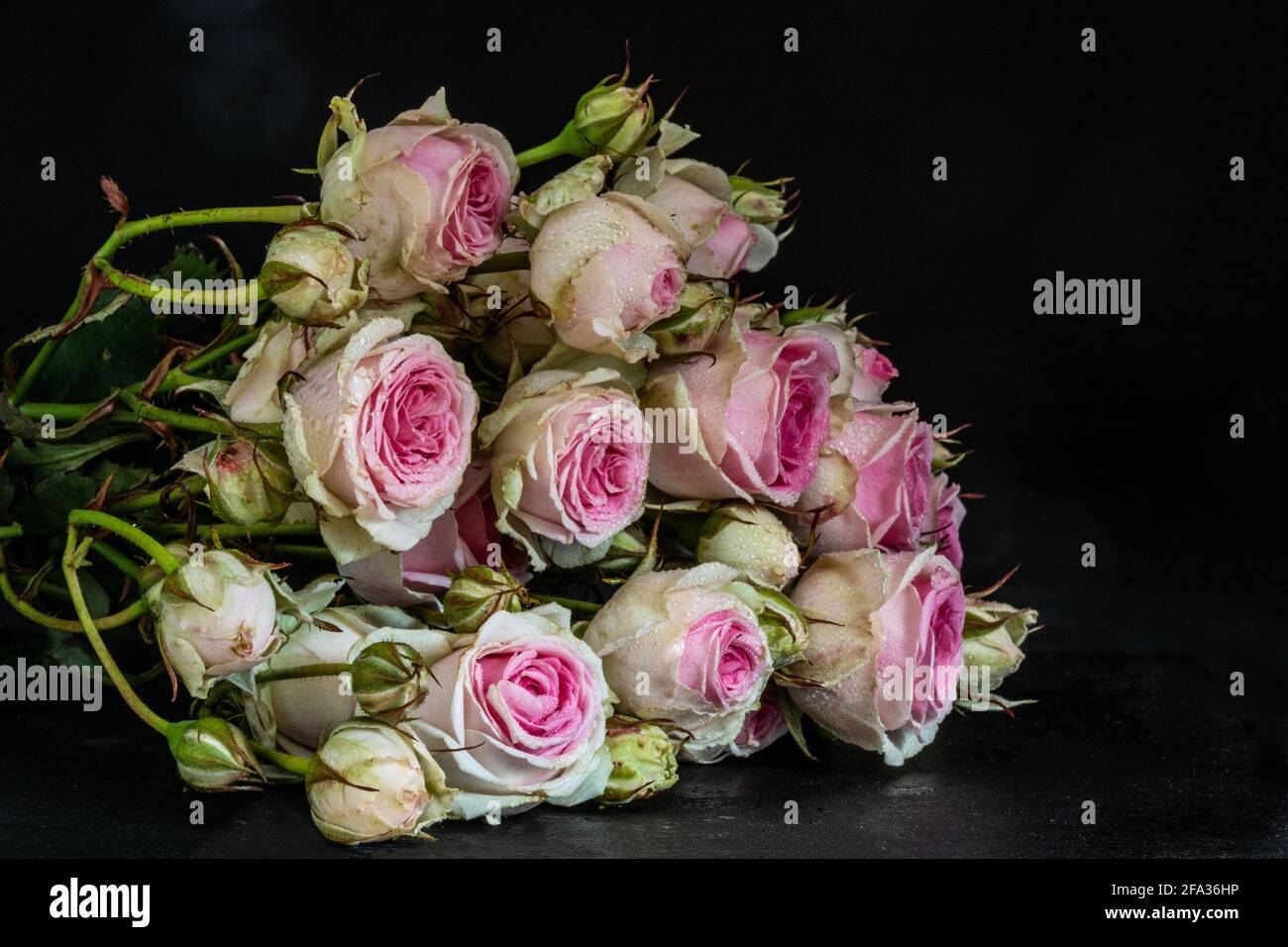 rosen auf schwarzem Hintergrund Stockfoto