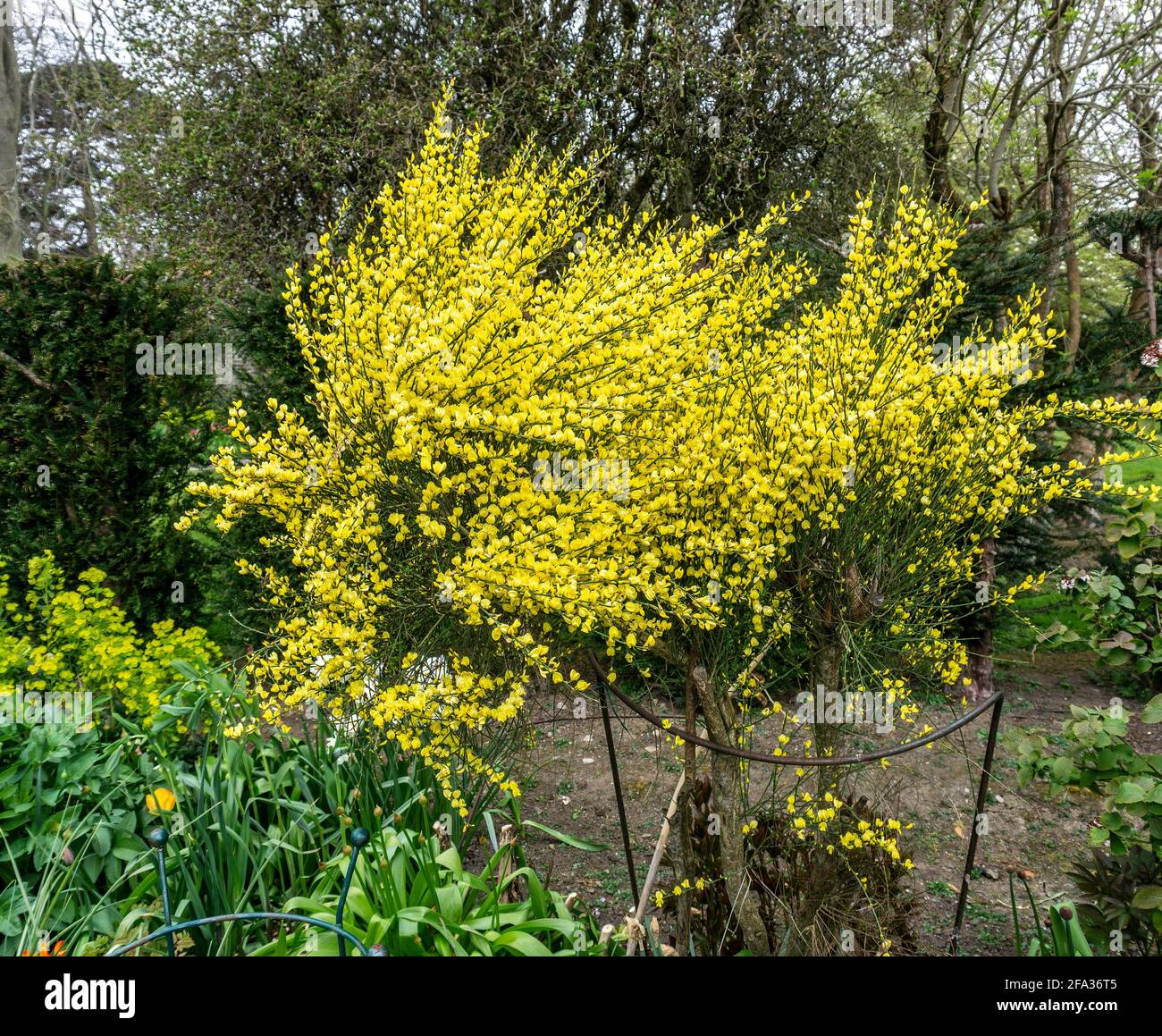 Cystisus ×praecox, ein kleiner dichter Strauch, mit Massen von kleinen gelben Blüten im Frühjahr. Stockfoto