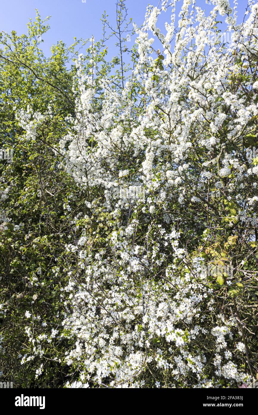 Schlehdornblüte (Prunus spinosa oder Schlehenbaum) im frühen Frühjahr im Severn Vale in Purton, Gloucestershire, Großbritannien Stockfoto