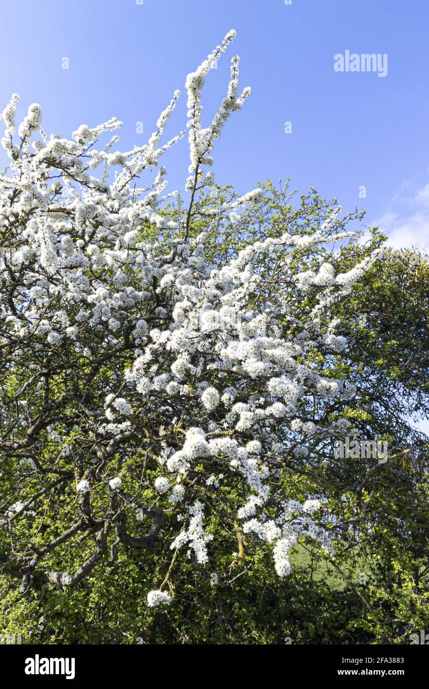 Schlehdornblüte (Prunus spinosa oder Schlehenbaum) im frühen Frühjahr im Severn Vale in Purton, Gloucestershire, Großbritannien Stockfoto