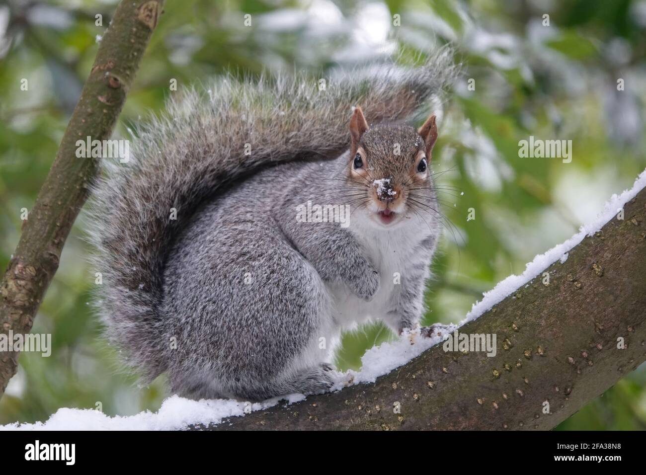 Überrascht fette Eichhörnchen mit Schnee auf der Nase, die gerade aussieht In die Kamera auf einem Baumstamm Stockfoto