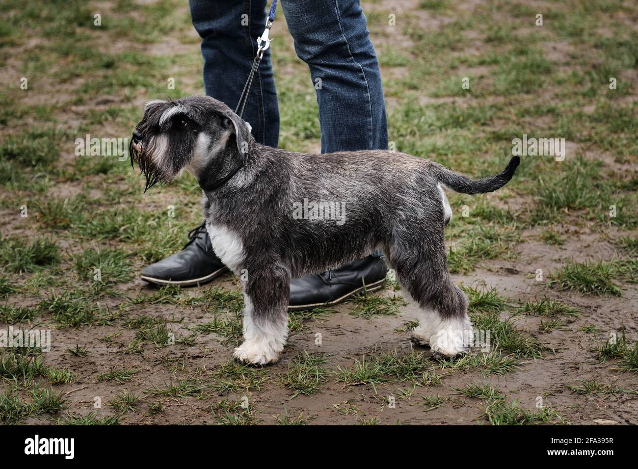 Russland, Krasnodar 18. April 2021-Hundeausstellung aller Rassen. Ein grauer Miniatur-Schnauzer-Welpe. Tsvergshnauzer Farbe Pfeffer Salz steht neben dem Besitzer ein Stockfoto