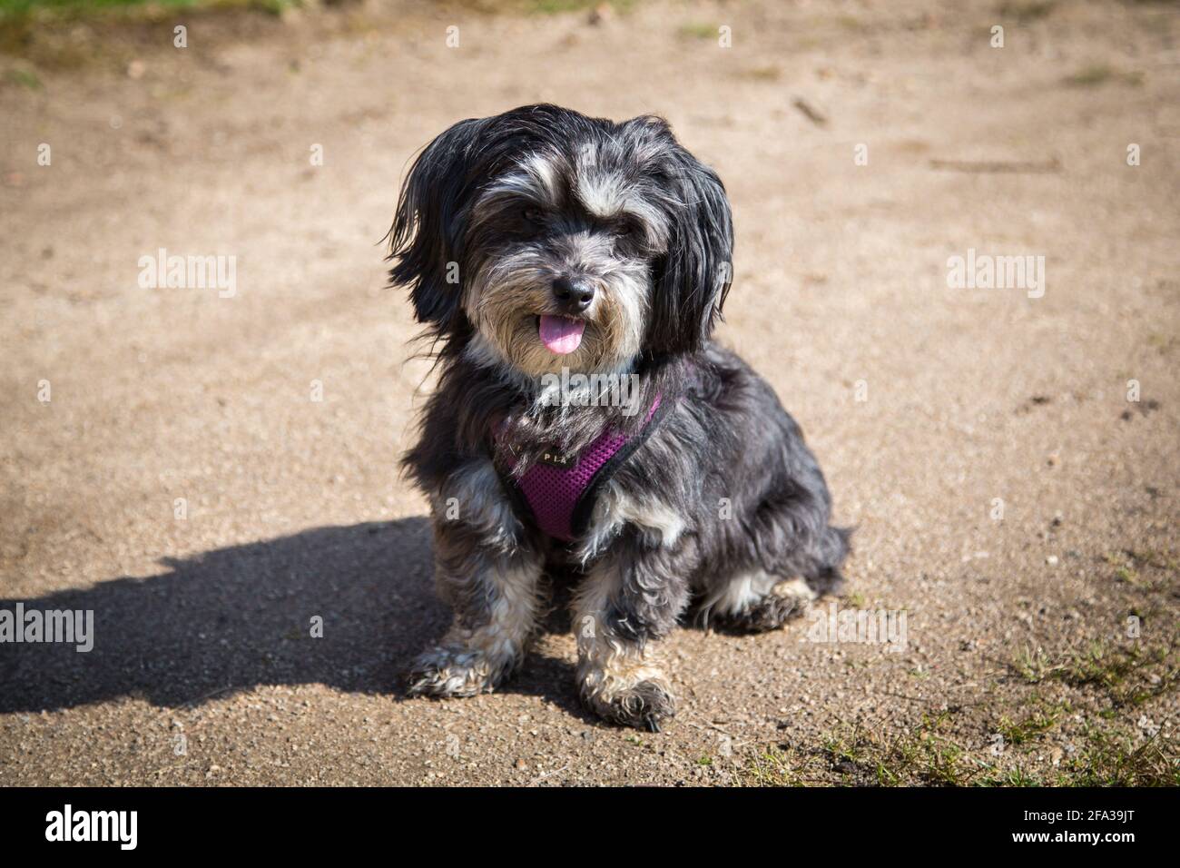 Havanesischer Hund, der in einem Geschirr sitzt Stockfoto