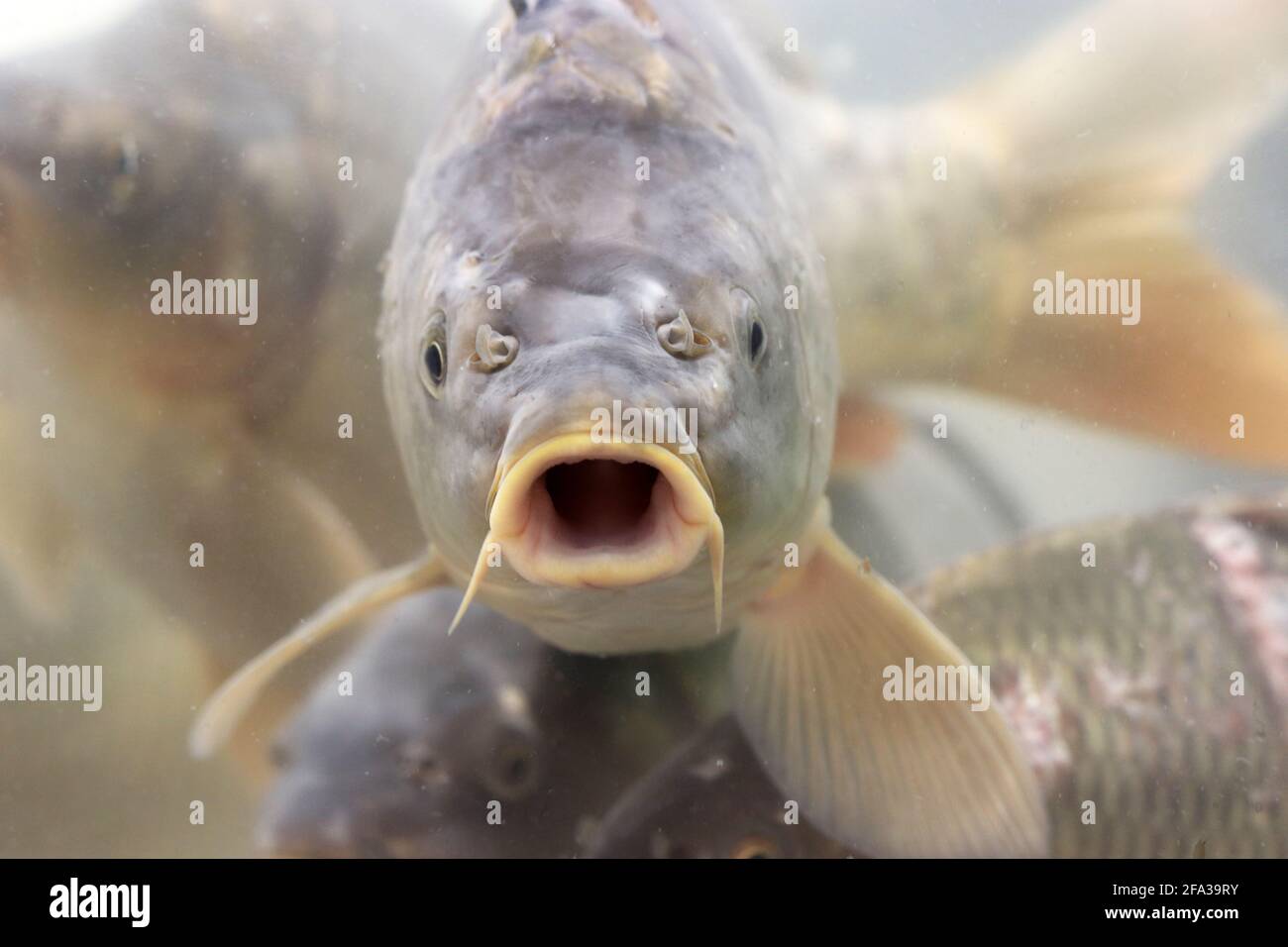 Karpfen schwimmt im Wasser mit offenem Mund. Fischschar, Süßwasserkarpfen im Ladenaquarium Stockfoto