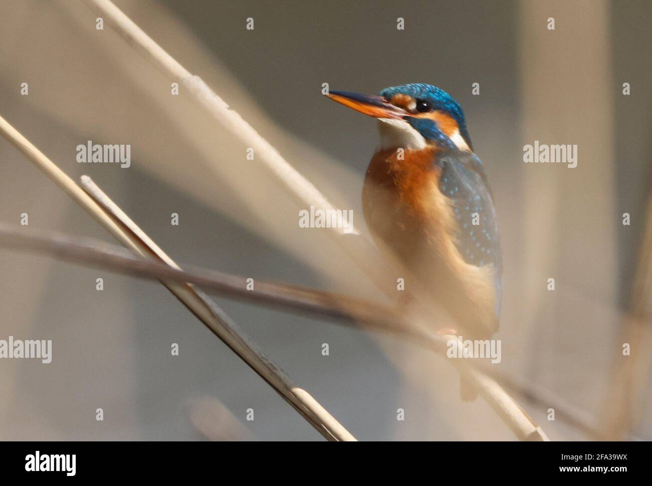 Ein gewöhnlicher Kingfischer (alcedo atthis) im Reed, Heilbronn, Deutschland Stockfoto