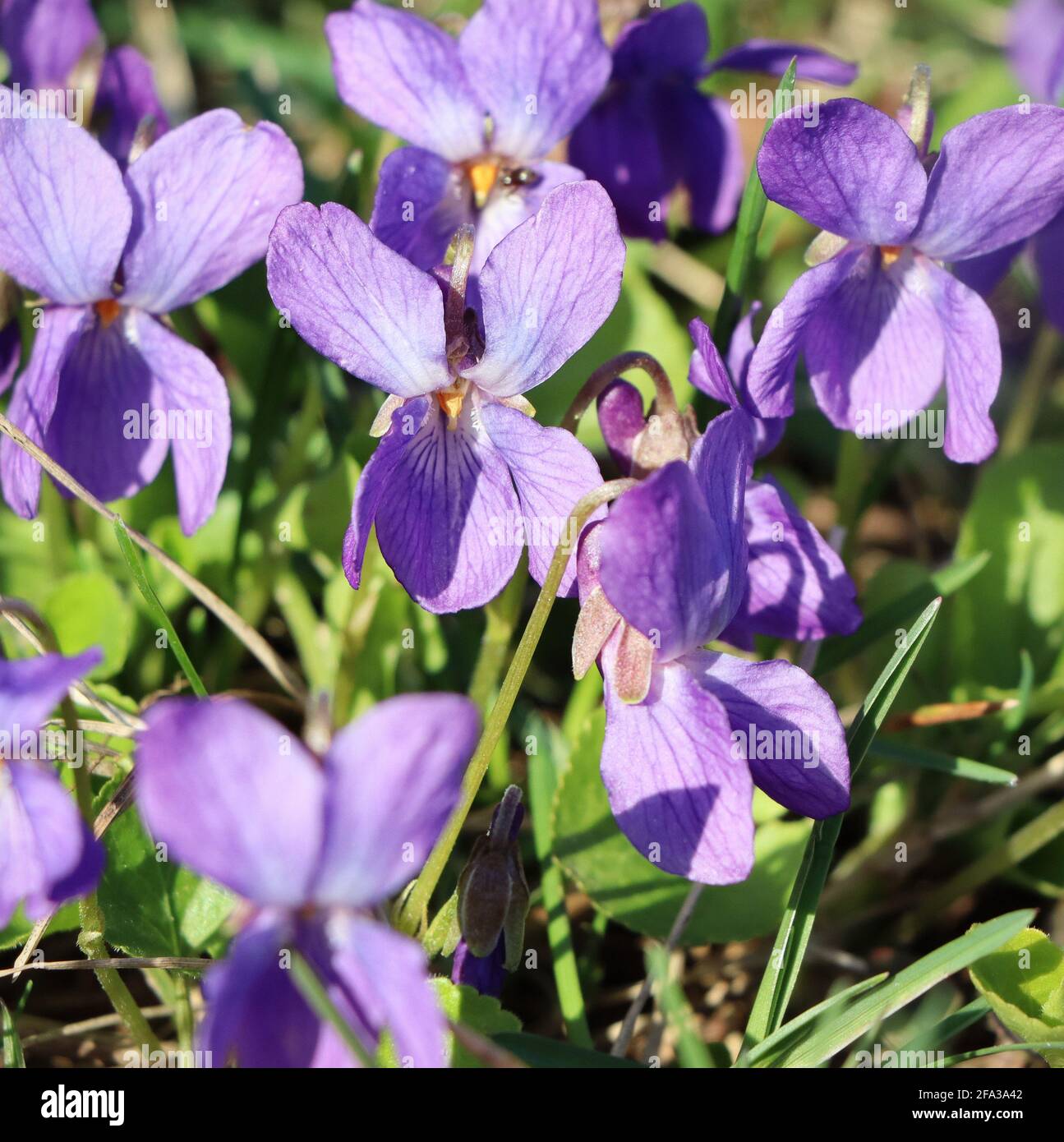 Viola odorata, Sweet Violet, English Violet, Common Violet oder Garden Violet, Blüht im Frühjahr Nahaufnahme . Stockfoto