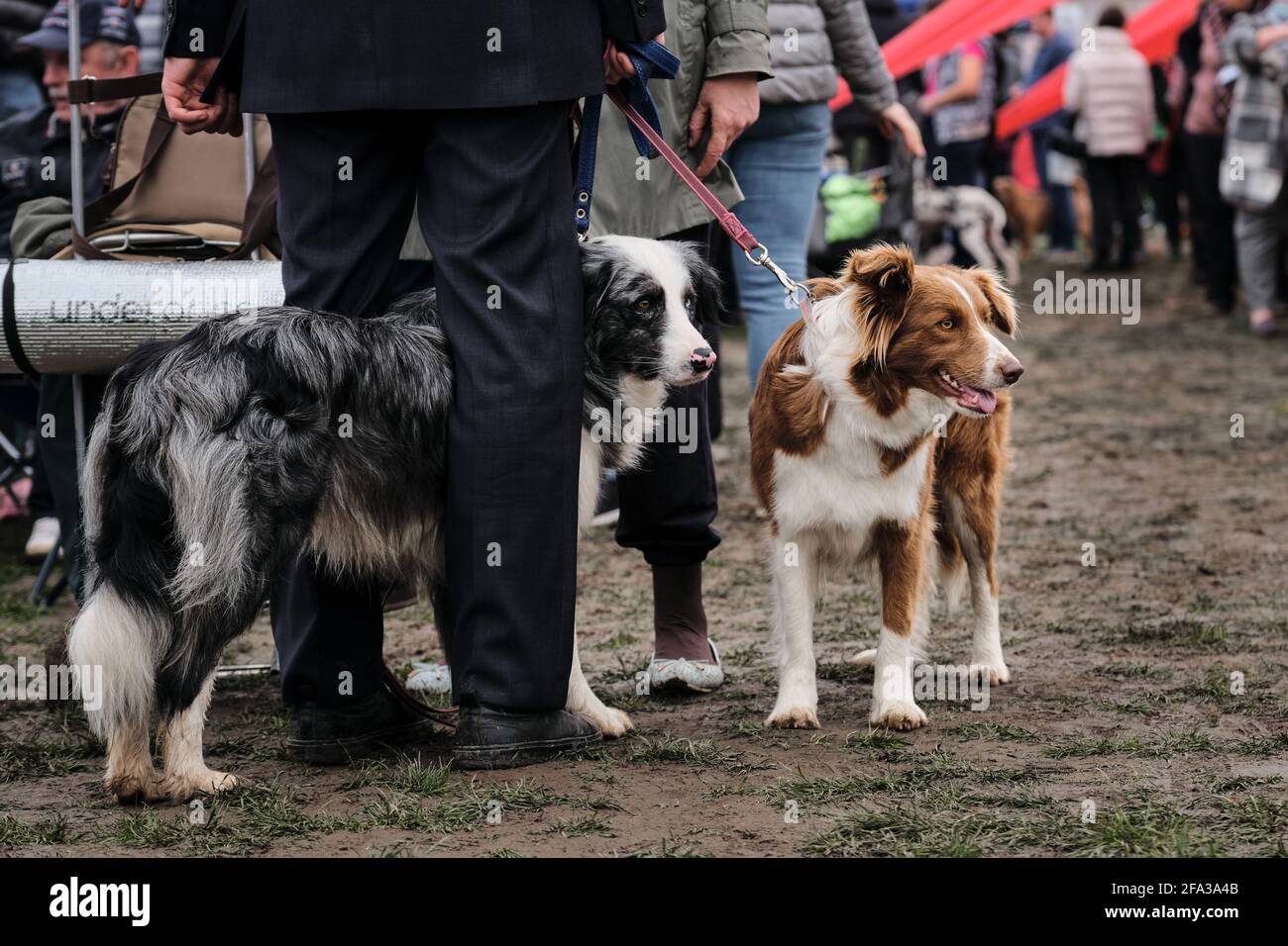 Russland, Krasnodar 18. April 2021-Hundeausstellung aller Rassen. Border Collie Zuchtschau auf der Hundeschau. Zwei Border Collies blaues Merle mit unterschiedlichen Augen Stockfoto