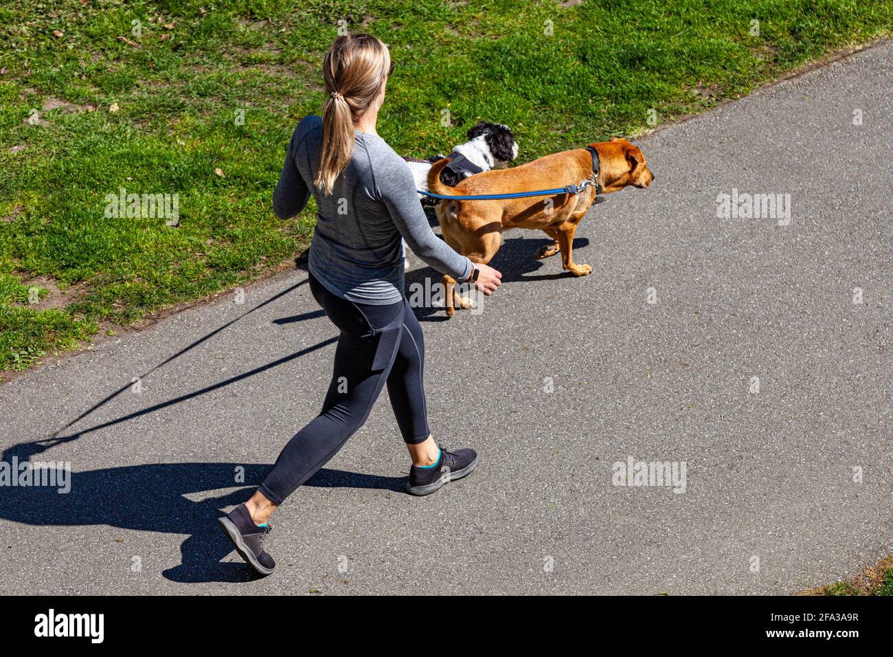 Junge Frau, die mit ihren beiden Hunden auf einem Pfad hineingeht Steveston British Columbia, Kanada Stockfoto