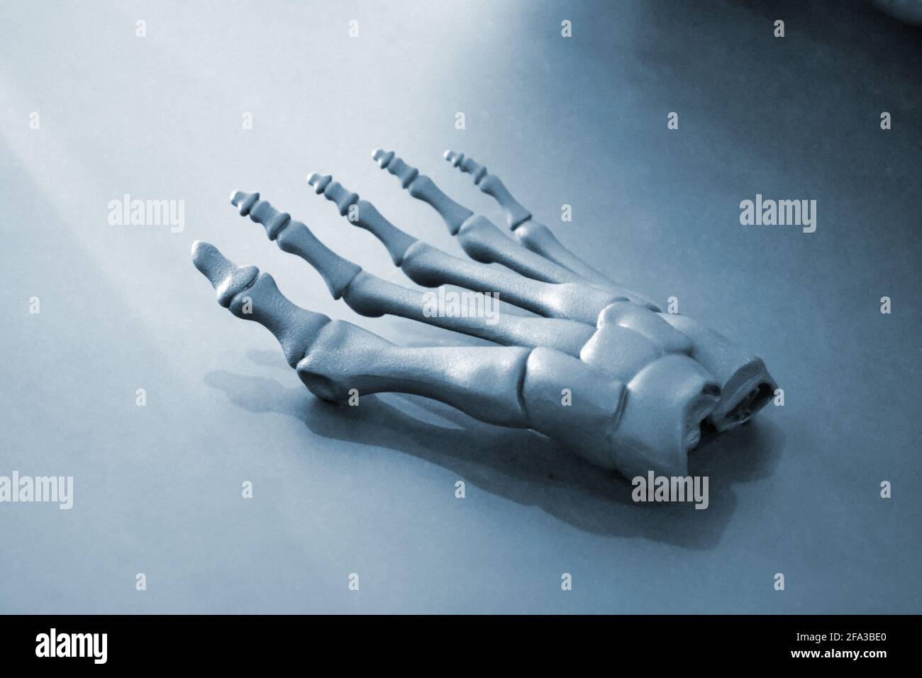 Grauer Prototyp des menschlichen Fußskeletts auf 3d-Drucker auf dunkler Oberfläche gedruckt. Stockfoto