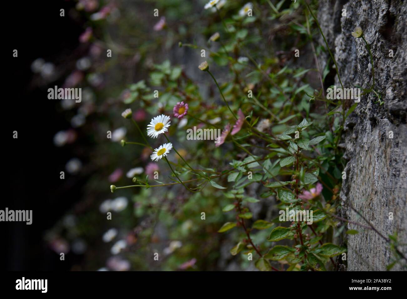 Gänseblümchen wächst an der Wand Stockfoto