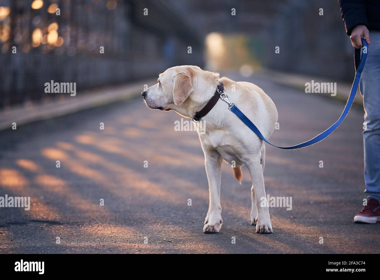 Morgenspaziergang mit Hund an der Leine. Tierbesitzer und sein labrador Retriever auf der Brücke. Stockfoto