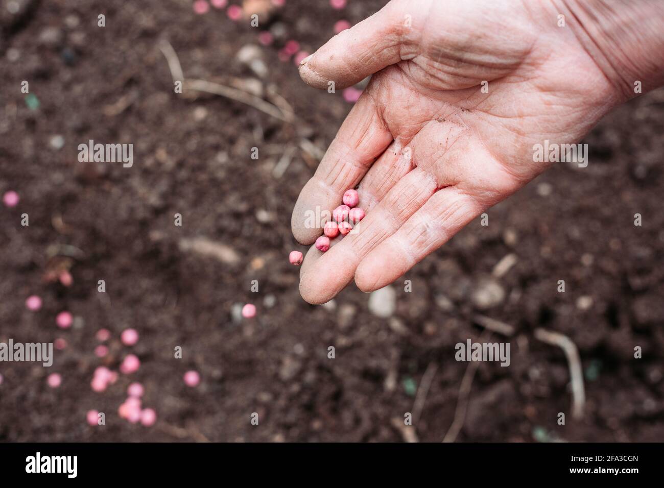 Weibliche Bauern lassen Erbsen-Samen von Hand auf den Boden fallen. Erbsen Pflanzen Stockfoto
