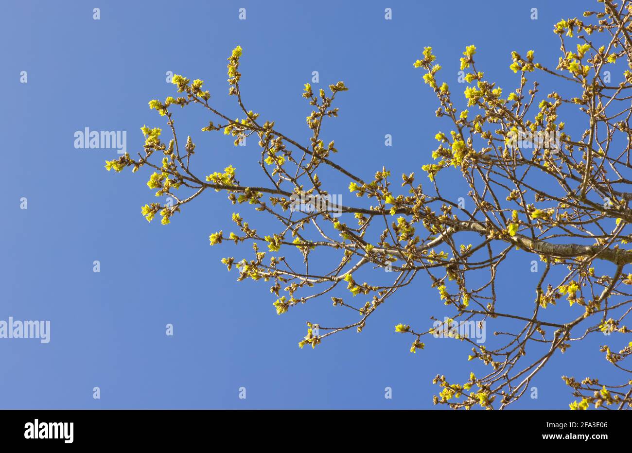 Blätter sprießen aus einem Ast auf einer Eiche, mit einem blauen Himmel im Frühling. Hertfordshire. VEREINIGTES KÖNIGREICH Stockfoto