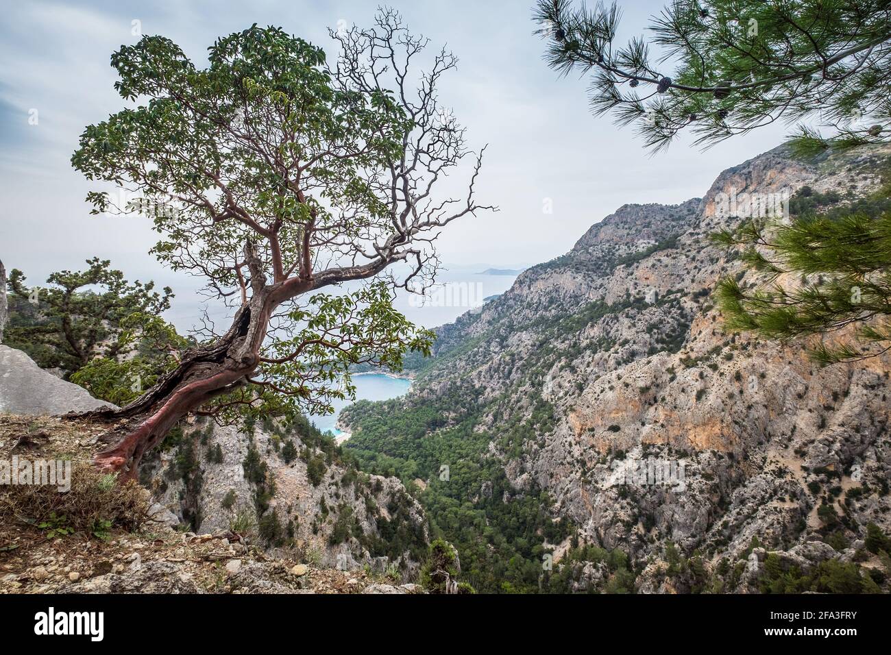Geschwungener Baum über dem Bergtal mit einer blauen mediterranen Lagune. Lykien Weg Wanderweg. Berühmte Likya Yolu türkische Route in der Nähe von Oludeniz, Turke Stockfoto