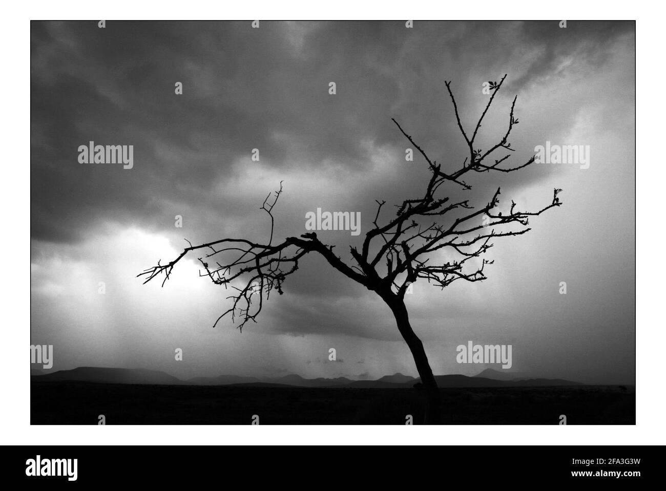 Unabhängiger Weihnachtsappellan...... Integrierte ländliche Entwicklung und Naturschutz (IRDNC) in Namibia.die trockene Wüstenlandschaft Namibias wartet auf die ersten Regenfälle der Saison. Ein klarer, bakeing blauer Himmel wird langsam in ein tiefes dunkelgrau gekocht, während die Wolken in Rollen. Der Regen stürmt und sobald knochentrockene Flüsse zum Leben erwacht. Foto von David Sandison November 2004 Stockfoto