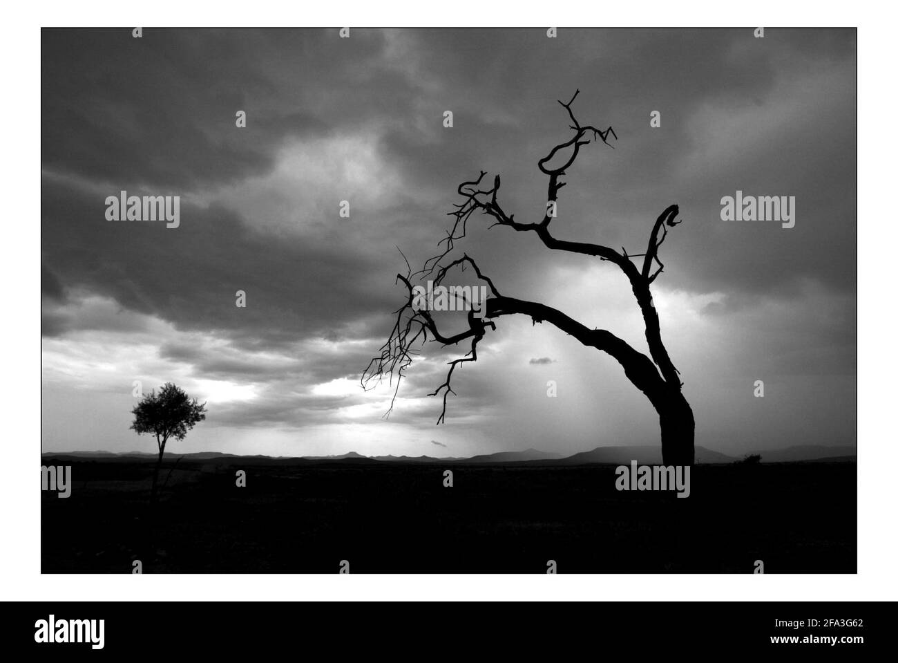Unabhängiger Weihnachtsappellan...... Integrierte ländliche Entwicklung und Naturschutz (IRDNC) in Namibia.die trockene Wüstenlandschaft Namibias wartet auf die ersten Regenfälle der Saison. Ein klarer, bakeing blauer Himmel wird langsam in ein tiefes dunkelgrau gekocht, während die Wolken in Rollen. Der Regen stürmt und sobald knochentrockene Flüsse zum Leben erwacht. Foto von David Sandison November 2004 Stockfoto