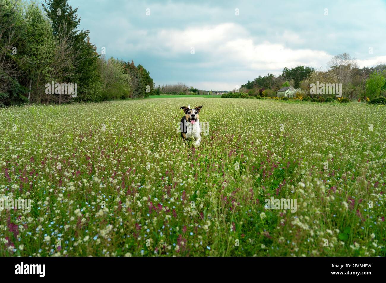 Mischlingshund auf dem Wildblumenfeld. Stockfoto