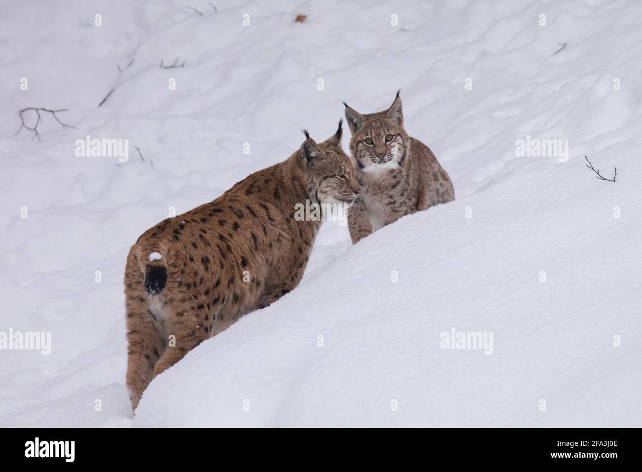 Luchs, Luchs, Luchs, eurasischer Luchs Stockfoto