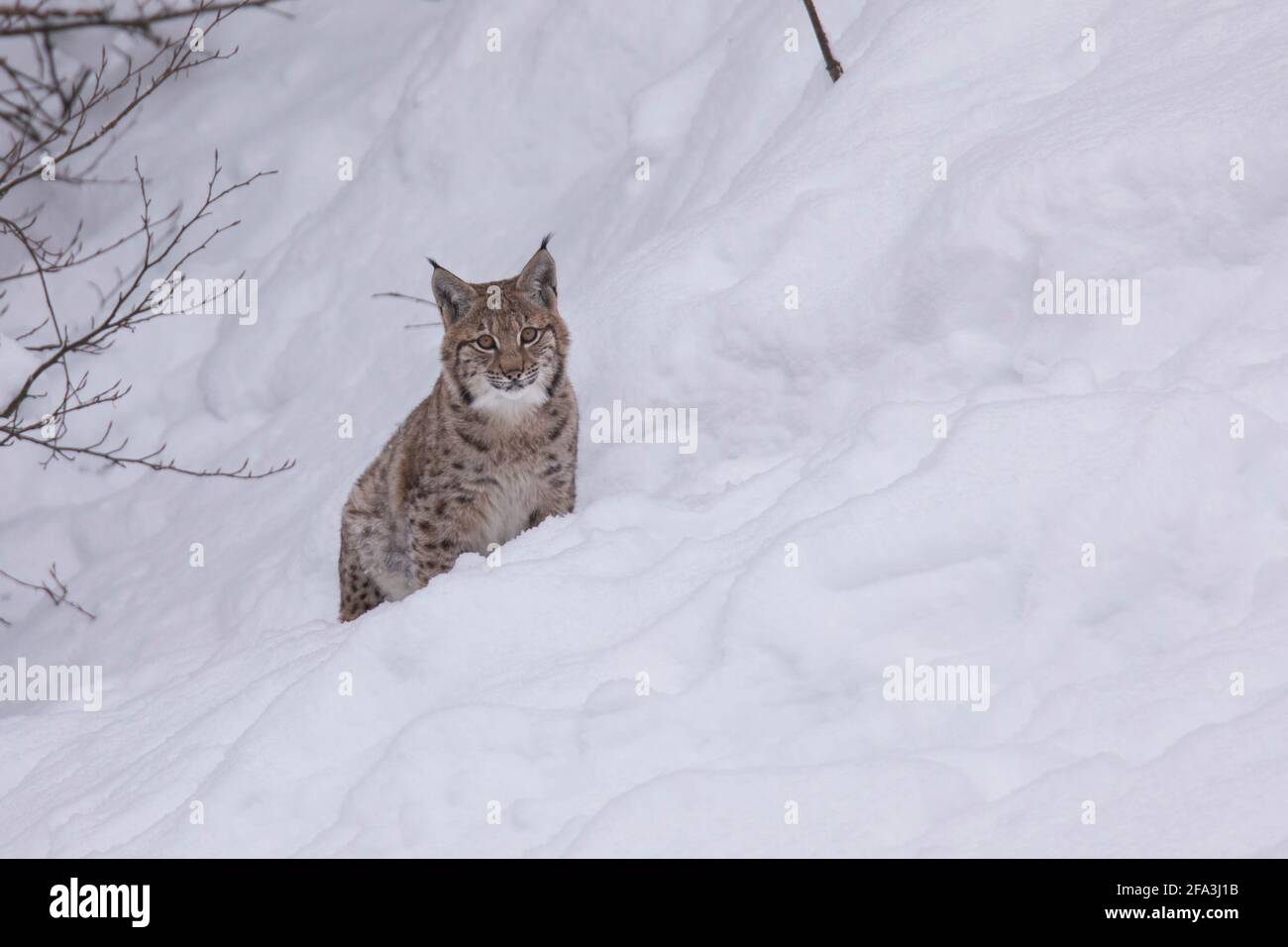 Eurasischer Luchs Oder Nordluchs -Fotos Und -Bildmaterial In Hoher ...