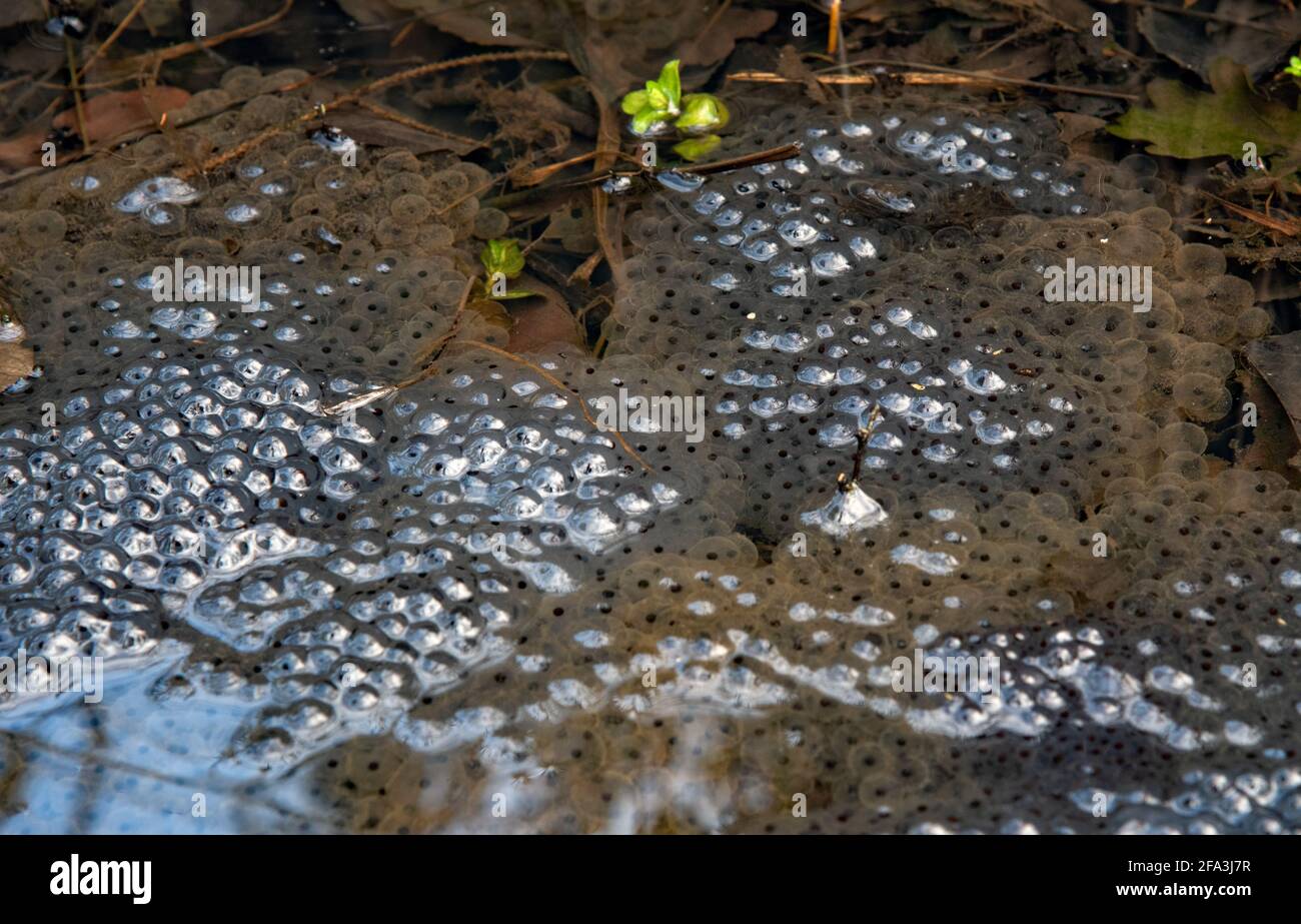 Ein Frosch laicht in den Gewässern. Eier in einem Klumpen, die in Kaulquappen schlüpfen. Stockfoto