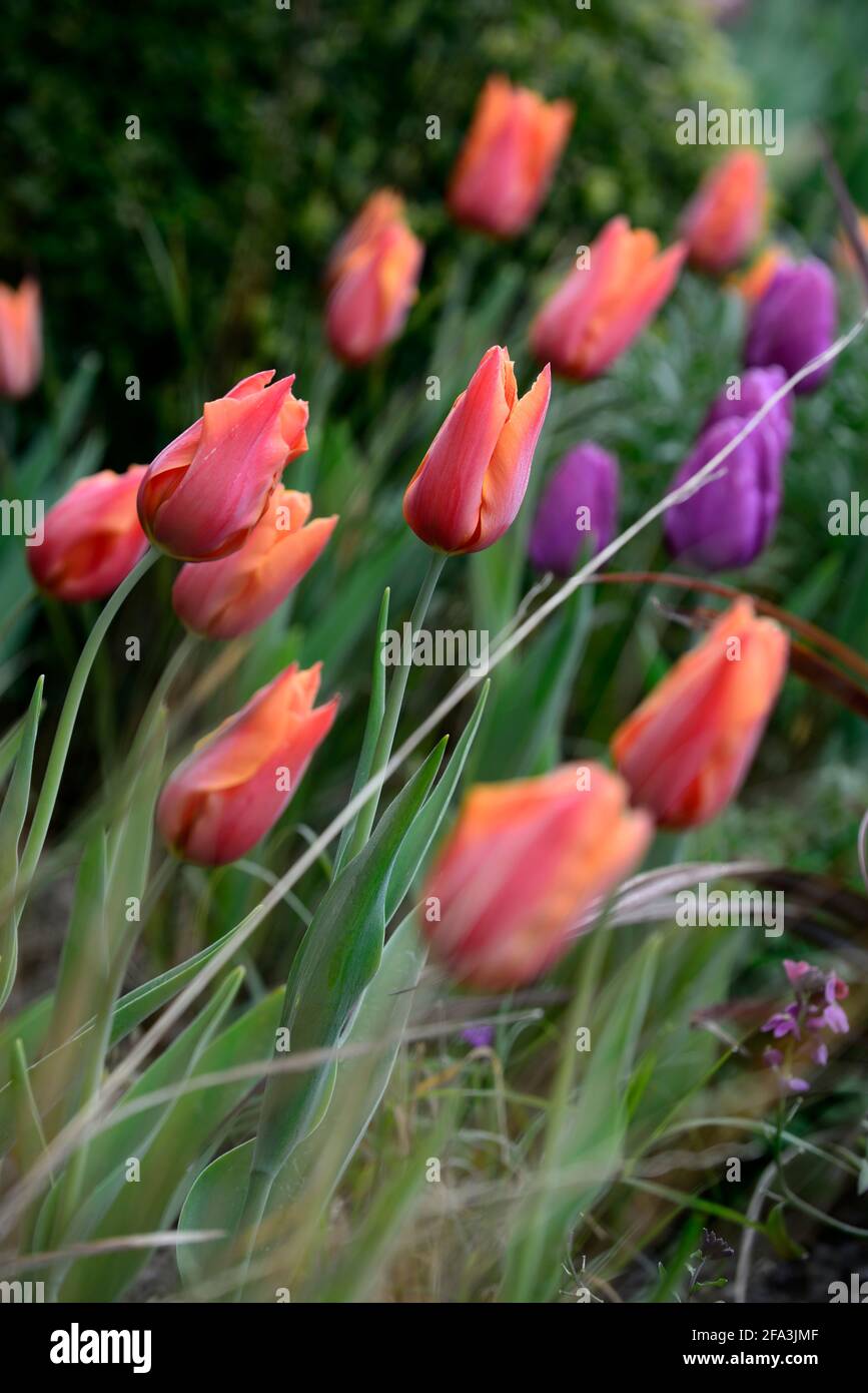 Orangefarbene und violette Tulpen, tulipa, Displays, Tulpendarstellung, Garten, Gartenarbeit, Gärten, Frühling, Frühling im Garten, Frühlingsblumen, Mischung, gemischte Bepflanzung combinat Stockfoto