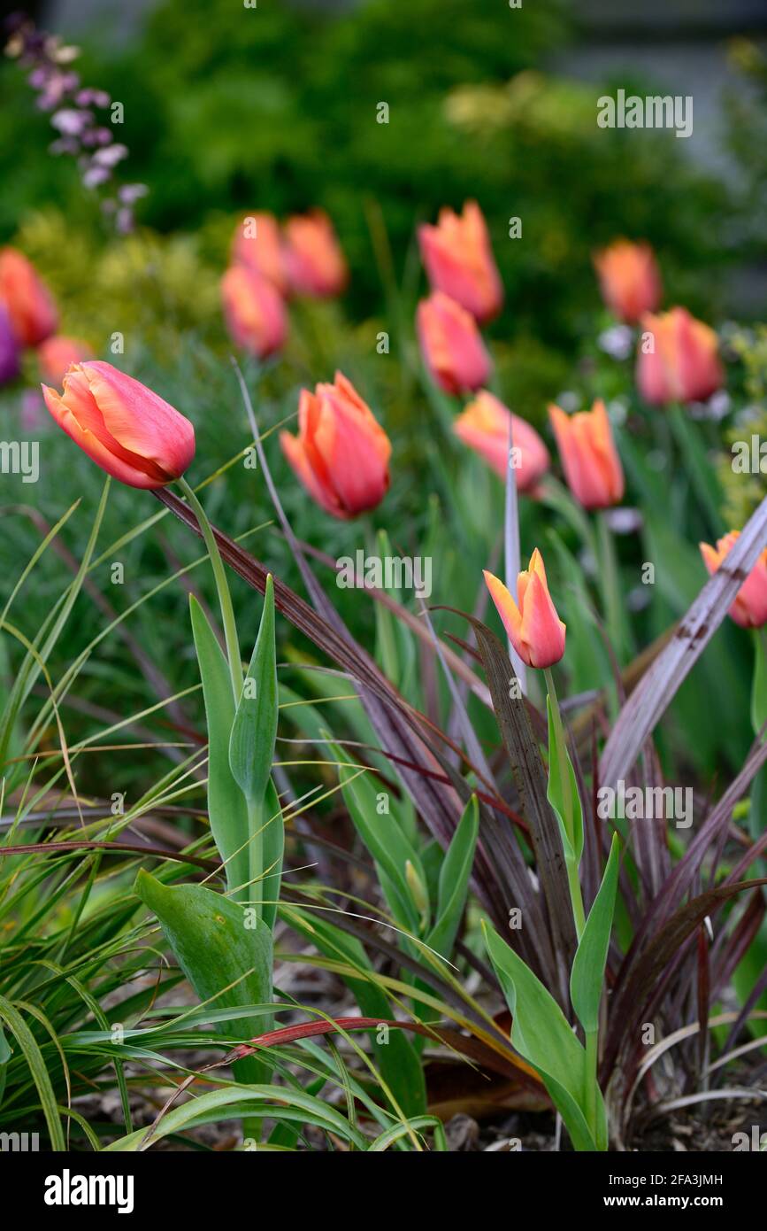 Orange Tulpen, Phormium Tenax Purpureum Gruppe, Neuseeland Flachs, tulipa, Displays, Tulpenanzeige, Garten, Gartenarbeit, Gärten, Frühling, Frühling im Garten, Sprotte Stockfoto