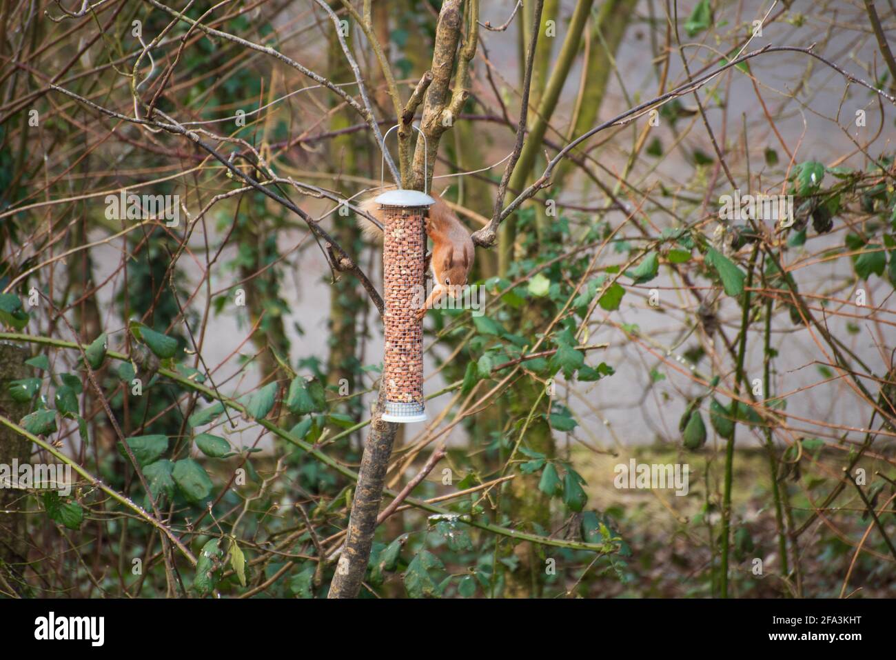 Red Squirrel (Sciurus vulgaris) im Park, Irland Stockfoto