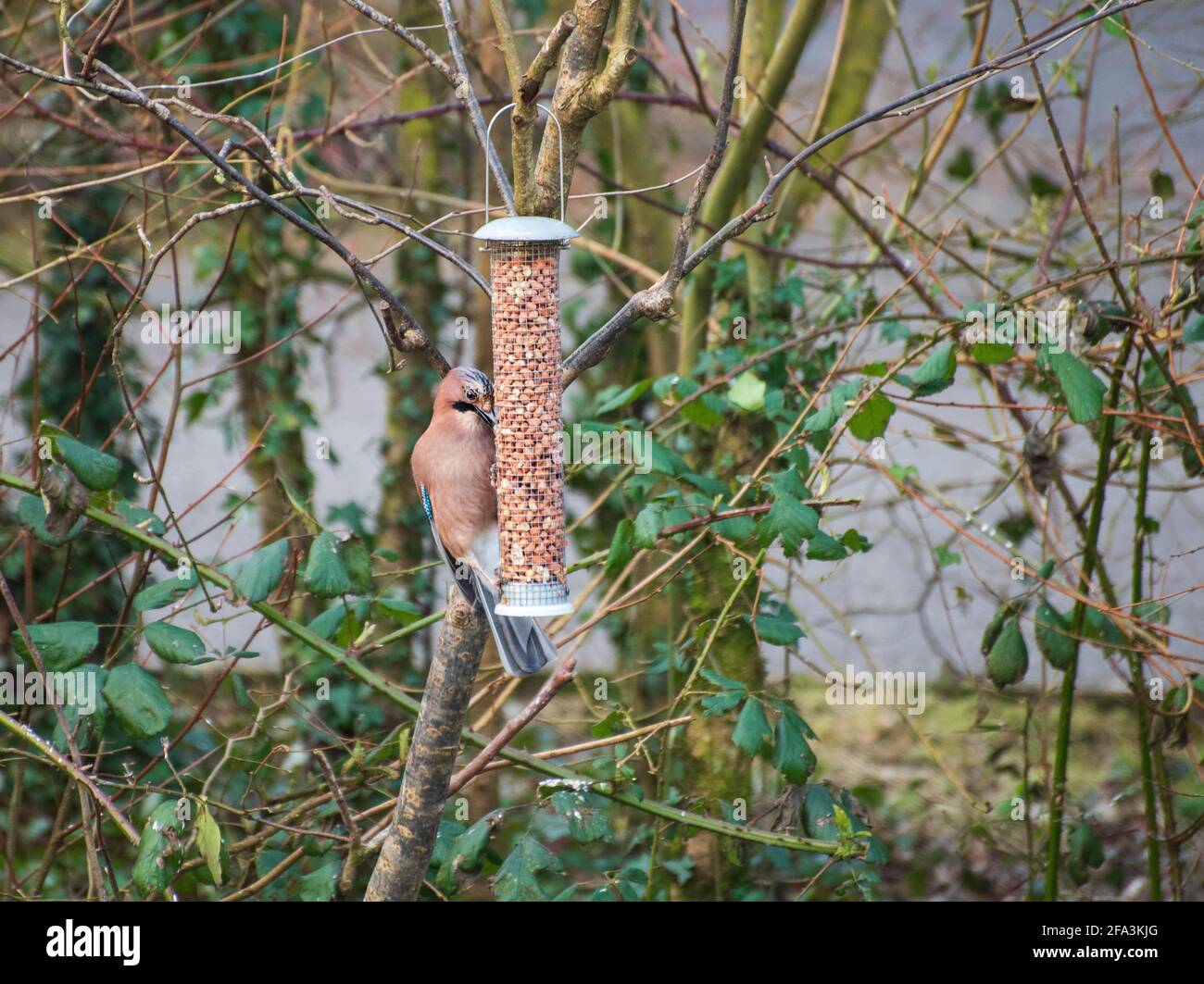 Jay - farbenfroher Vogel in Irland, Waldbewohner, Garrulus glandarius. Stockfoto