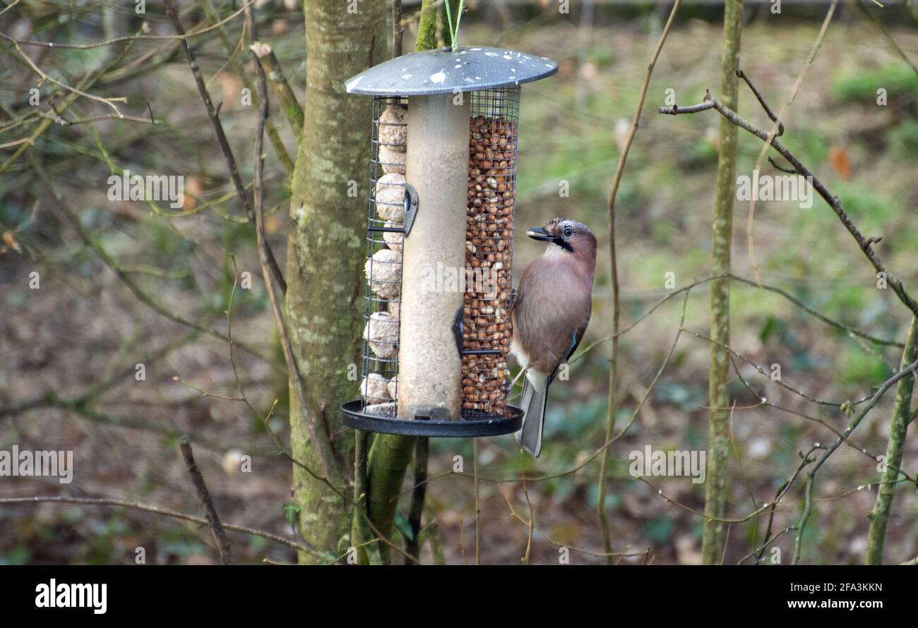 Jay - farbenfroher Vogel in Irland, Waldbewohner, Garrulus glandarius. Stockfoto