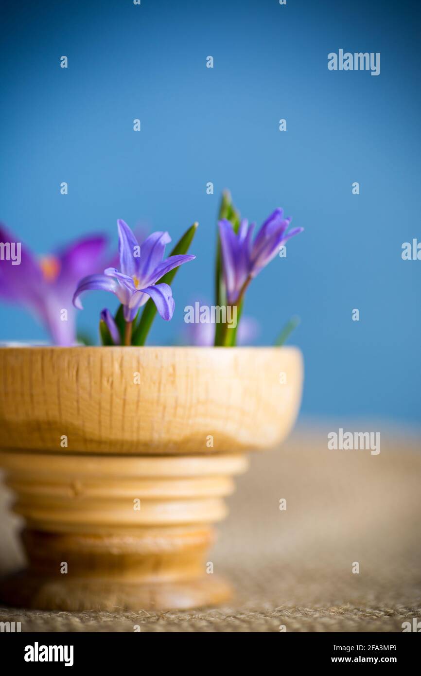 Frühe Frühling lila Blüten Krokusse auf blauem Hintergrund Stockfoto