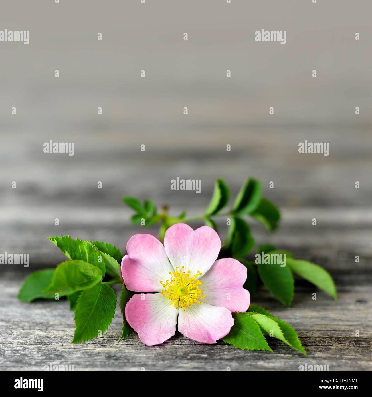 Hintergrund zum Muttertag. Hunderose Blume auf Holzhintergrund mit Kopierraum Stockfoto