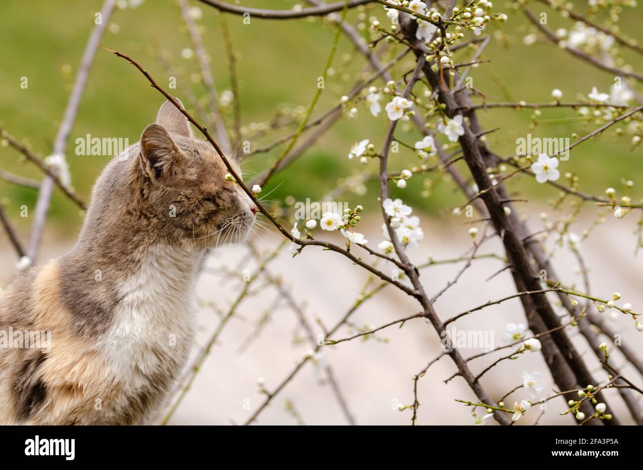 Nette Katze riecht die Frühlingsblumen Stockfoto