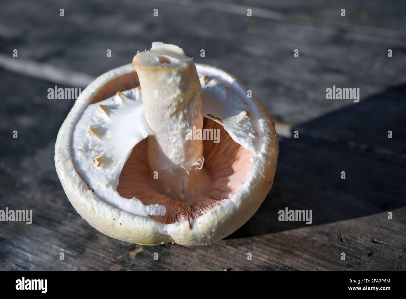 Frisch gepflückter Waldpilz auf dem Hintergrund eines alten Holztisches aus der Nähe. Stockfoto