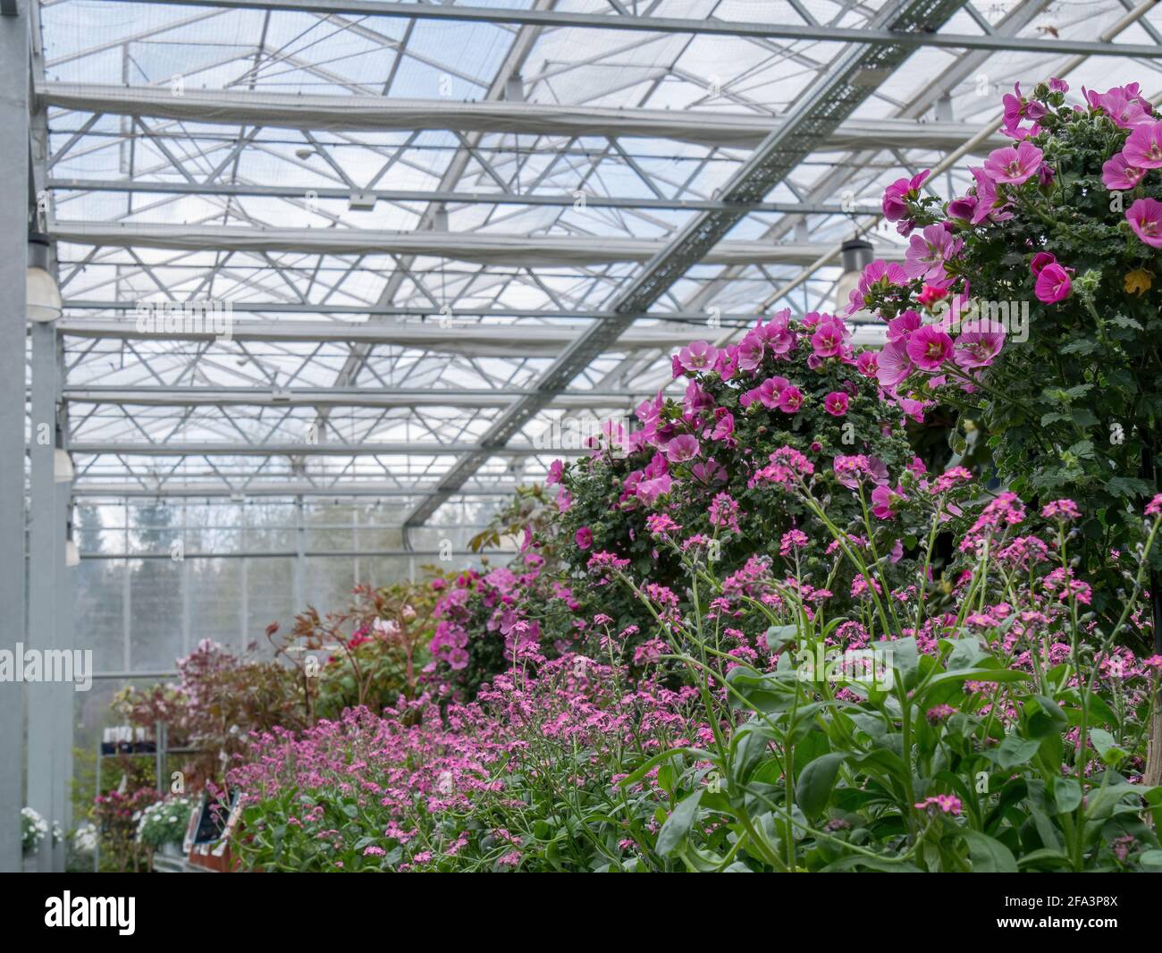 Bunte Blumen wachsen in der Glashaus-Gärtnerei Stockfoto