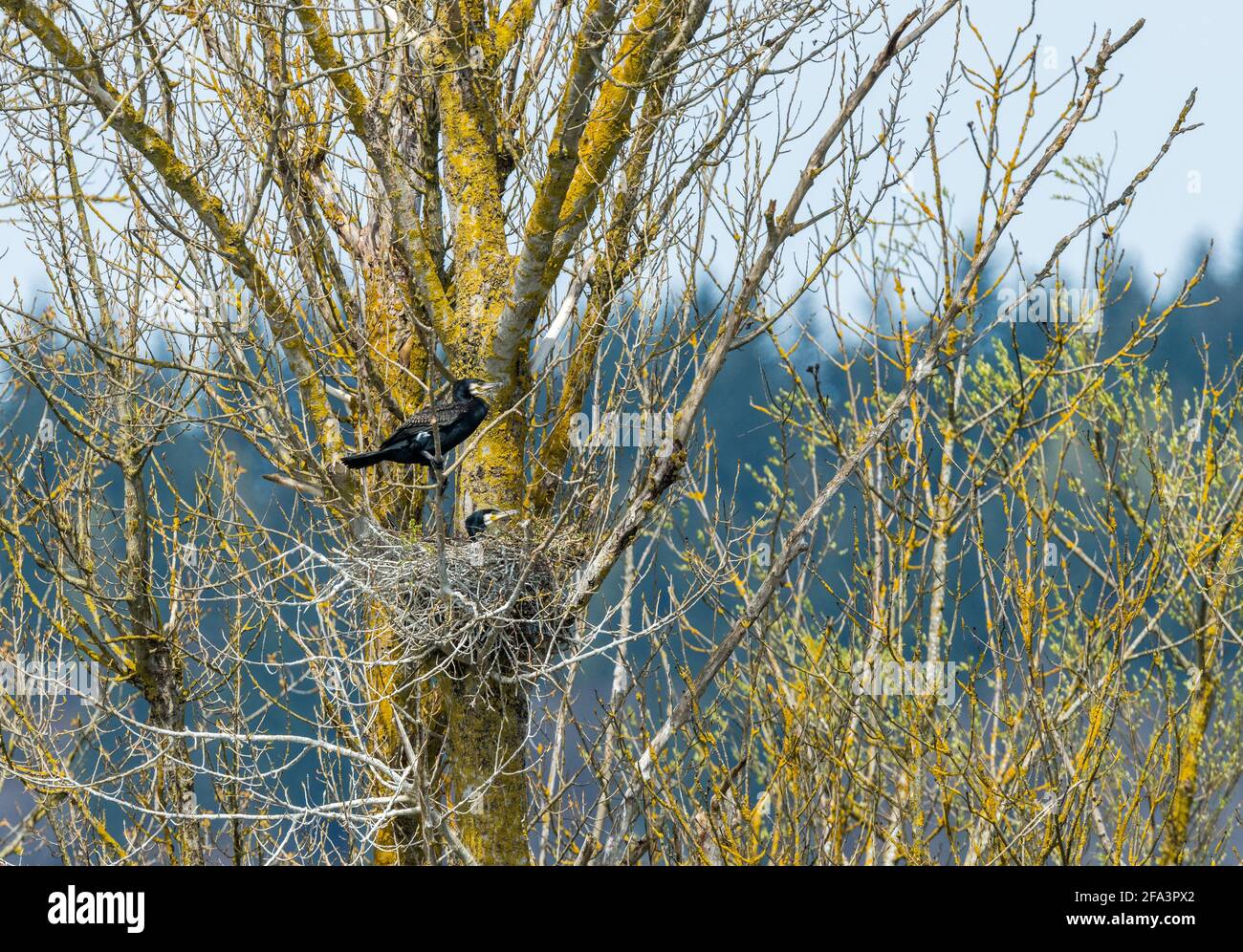 Ein Kormoran Paar brütet in ihrem Nest in der Baumkrone Im Frühling Stockfoto