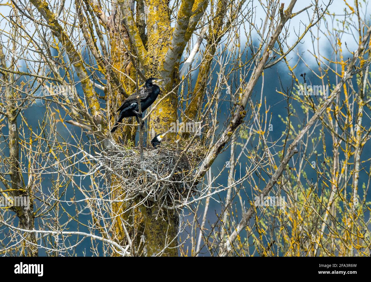 Ein Kormoran Paar brütet in ihrem Nest in der Baumkrone Im Frühling Stockfoto