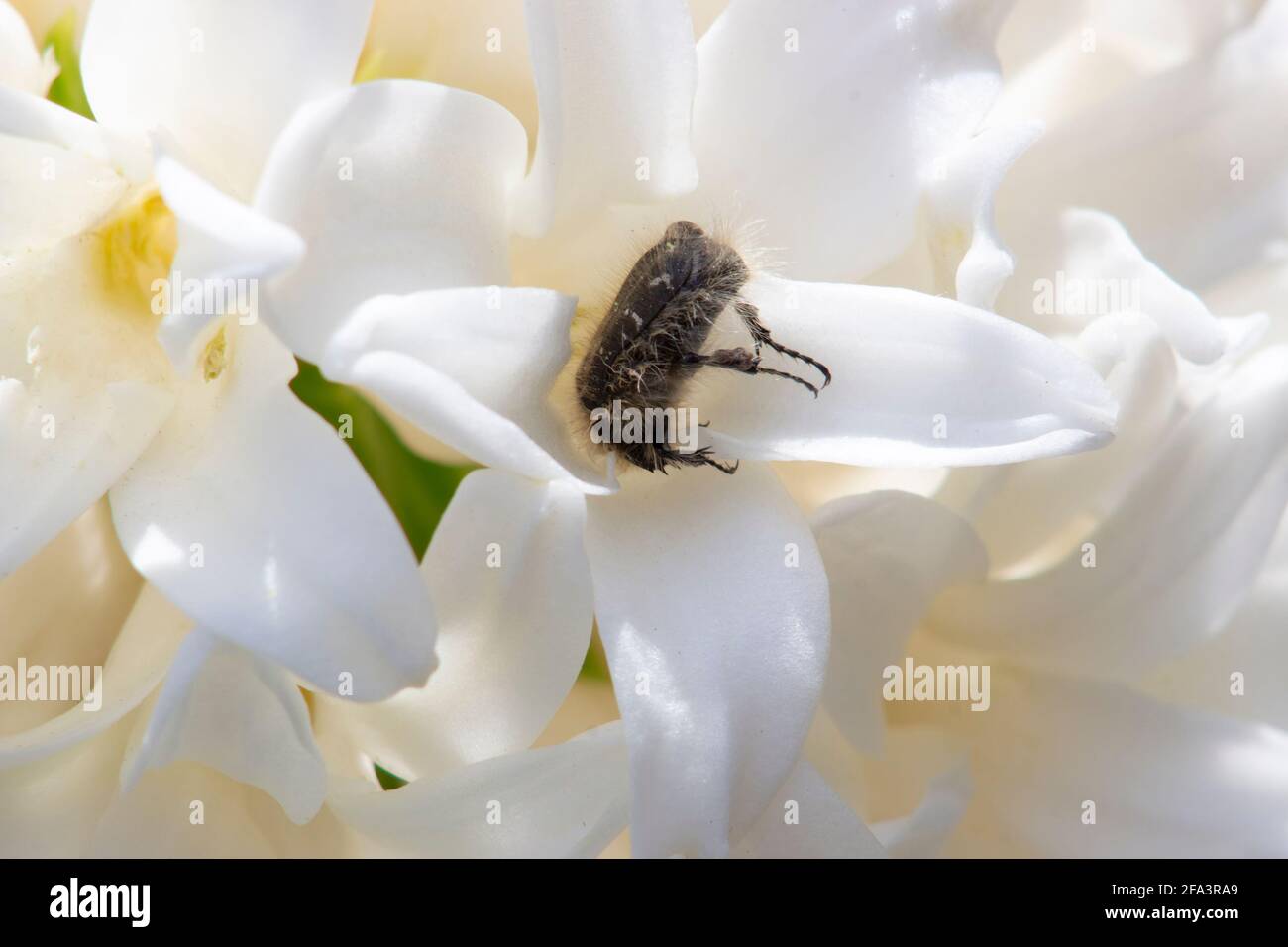 Tropinota hirta ernährt sich von Knospen und Blüten. Es ist ein Schädling vieler landwirtschaftlicher Pflanzen, die ihre Blüten stark fressen. Stockfoto