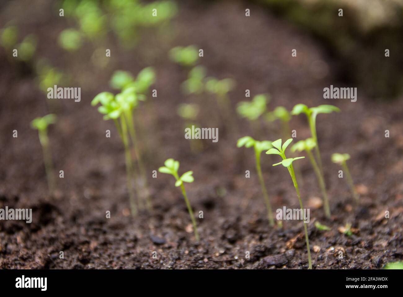 Detail von Brunnenkressensamen, die in der feuchten Erde keimen Der Garten Stockfoto