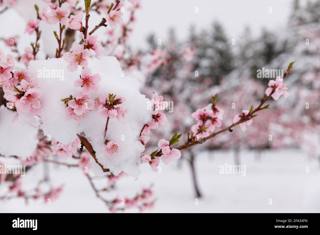 Kanada, Ontario, Niagara am See, blühender Pfirsichgarten, bedeckt mit einem seltenen Frühjahrsschnee. Stockfoto
