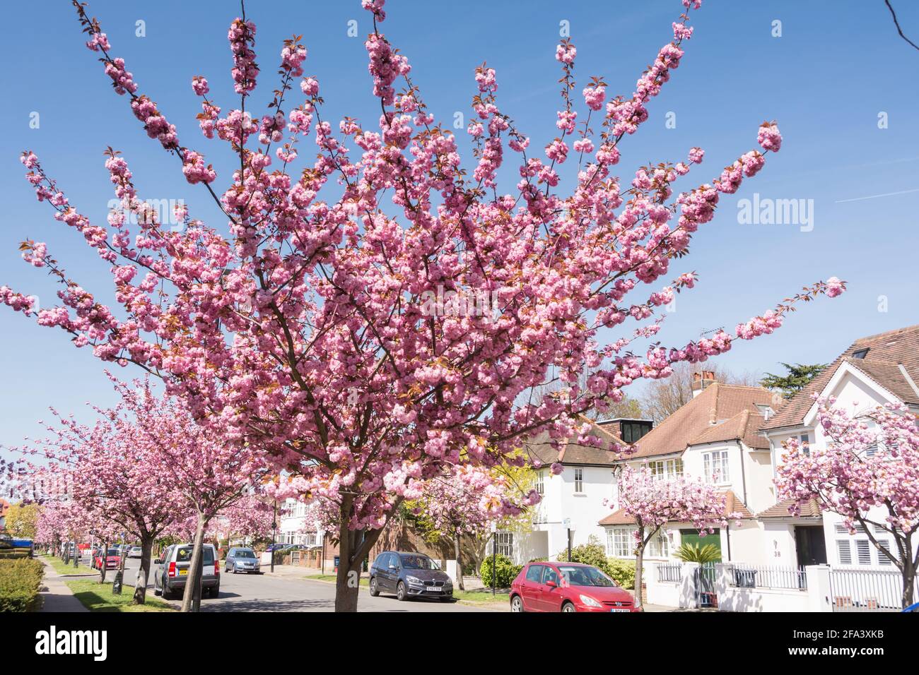 Rosa Kirschblüten Sakura Trees (Prunus serrulata) an der Staveley Road in Chiswick, West London, Großbritannien Stockfoto