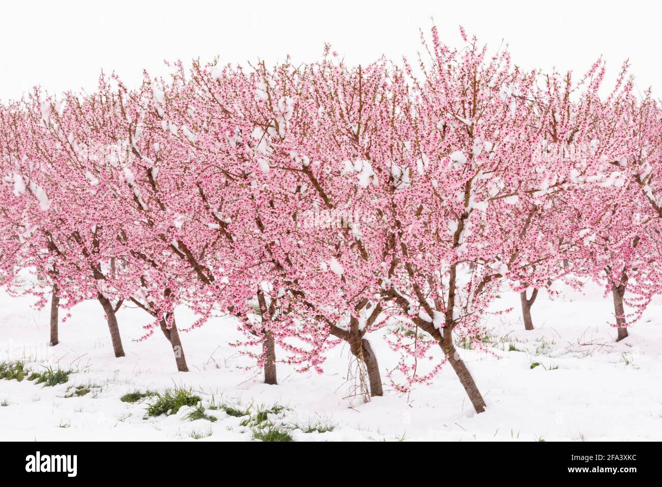 Kanada, Ontario, Niagara am See, blühender Pfirsichgarten, bedeckt mit einem seltenen Frühjahrsschnee. Stockfoto
