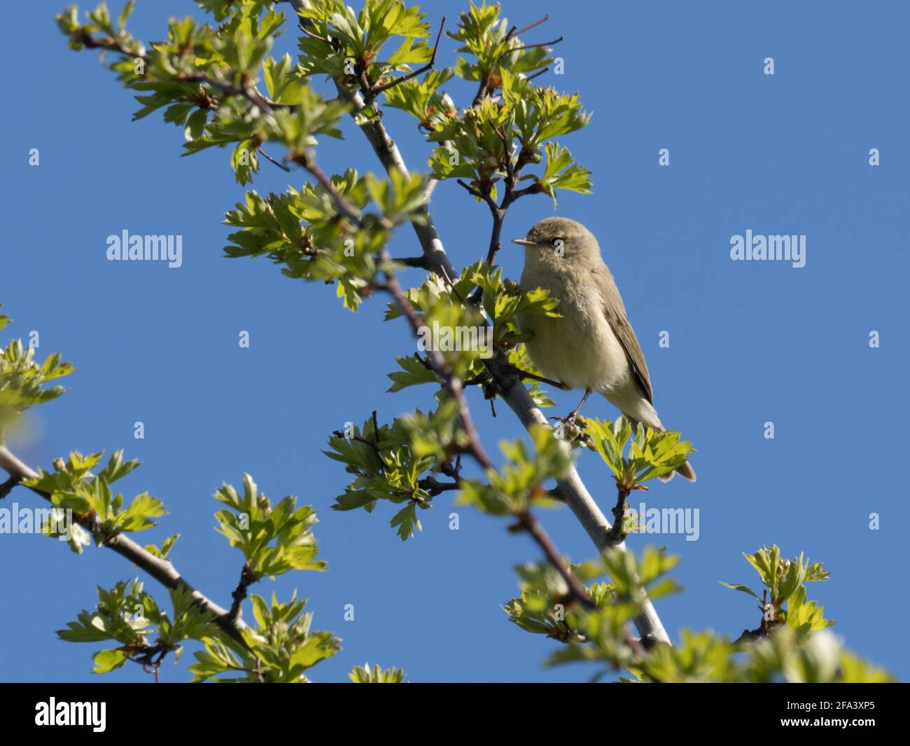 Eine gewöhnliche Chiffchaff (Phylloscopus collybita), auch bekannt als nur Chiffchaff, überblickt ihr Territorium von der Spitze eines Weißdornbusches. Stockfoto