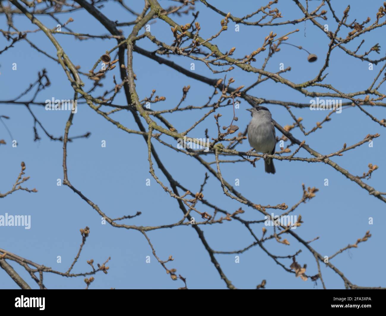 Eine eurasische Schwarzkappe (Sylvia atricapilla), die an einem klaren Frühlingsmorgen in einem Baum mit blauem Himmel im Hintergrund steht. Stockfoto