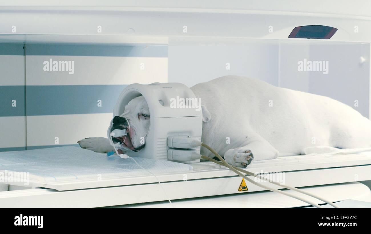 Scannen Hundekopf in Magnetresonanztomographie Maschine. Untersuchung auf Tierklinik, die Pflege über Haustiere. Stockfoto
