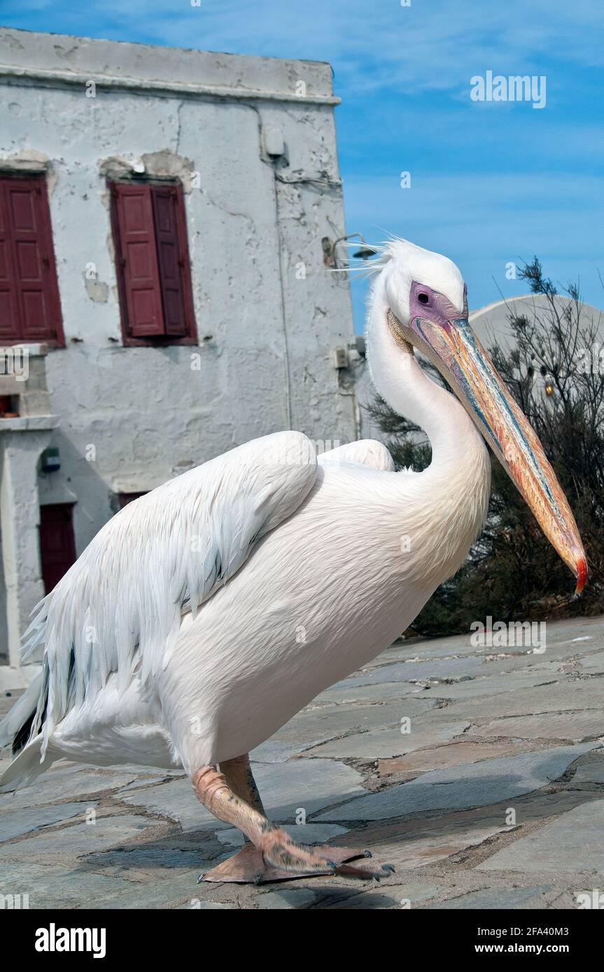 Residenter Weißpelikan, Mykonos, Griechenland. Stockfoto